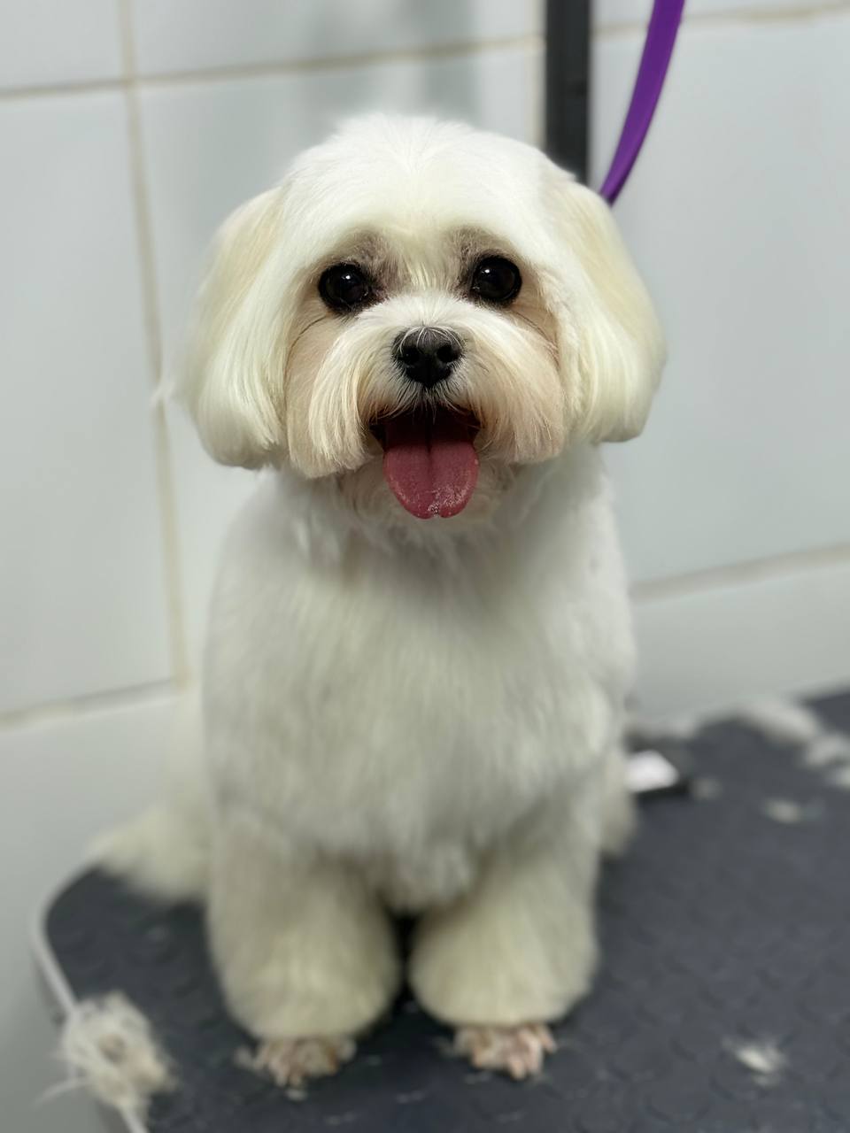 <span style="font-weight: 700;">Комплекс для мальтезе (до 5 кг)</span><br>