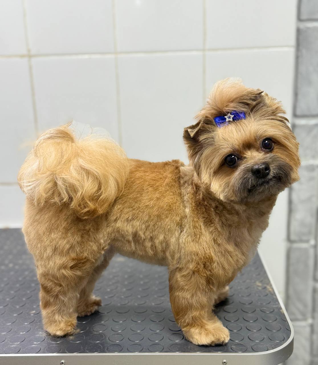 <span style="font-weight: 700;">Комплекс для метиса&nbsp;(до 10 кг)</span><br>